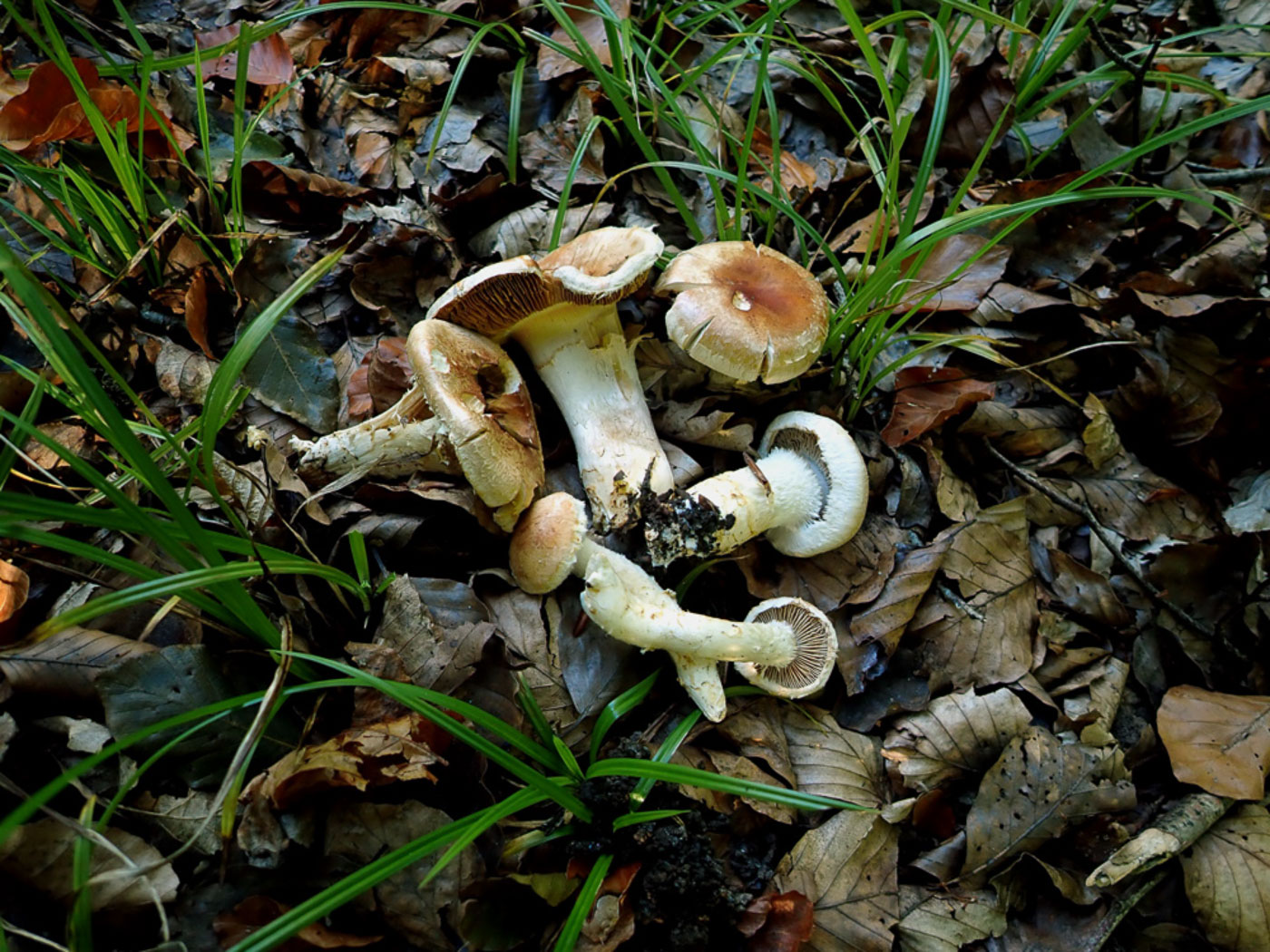 Photo © Penny Cullington Cortinarius vulpinus by Penny Cullington